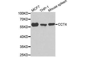 Western blot analysis of extracts of various cell lines, using CCT4 antibody. (CCT4 antibody  (AA 130-390))