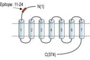 anti-Purinergic Receptor P2Y, G-Protein Coupled, 2 (P2RY2) (AA 11-24), (C-Term), (Extracellular) antibody