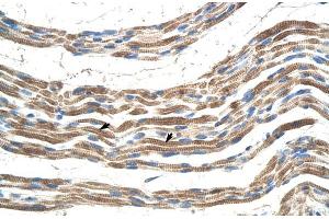 Human Muscle (Pannexin 2 antibody  (N-Term))