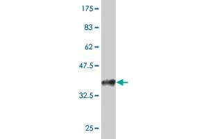 Western Blot detection against Immunogen (35. (HCLS1 antibody  (AA 266-355))