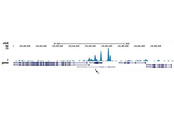 CBFB antibody  (Internal Region)