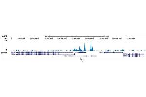 ChIP-seq results obtained with the antibody directed against CBFb.