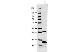Image no. 1 for anti-Interleukin 17A (IL17A) antibody (ABIN401113) (Interleukin 17a antibody)