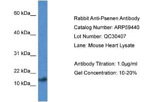 Western Blotting (WB) image for anti-Presenilin Enhancer 2 Homolog (PSENEN) (N-Term) antibody (ABIN2788067)