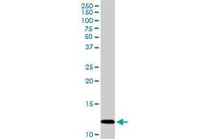 PF4 MaxPab rabbit polyclonal antibody. (PF4 antibody  (AA 1-101))