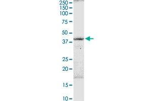 B3GNT3 MaxPab rabbit polyclonal antibody. (B3GNT3 antibody  (AA 1-372))
