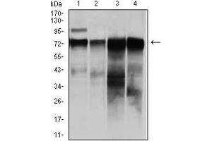 Western blot analysis using RAF1 mouse mAb against HeLa (1), A431 (2), HepG (3), and SW620 (4)cell lysate.