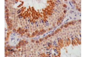ABIN2562151 staining of paraffin embedded Mouse Testis. (DAZL antibody  (Internal Region))
