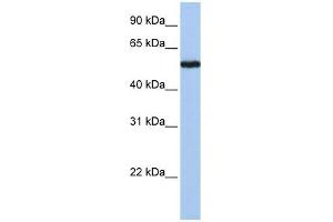 FLJ90709 antibody used at 1 ug/ml to detect target protein. (FLJ90709 (Middle Region) antibody)
