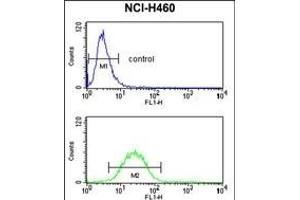 EFE Antibody (N-term) (ABIN653039 and ABIN2842653) flow cytometry analysis of NCI- cells (bottom histogram) compared to a negative control cell (top histogram). (FBLN3 antibody  (N-Term))