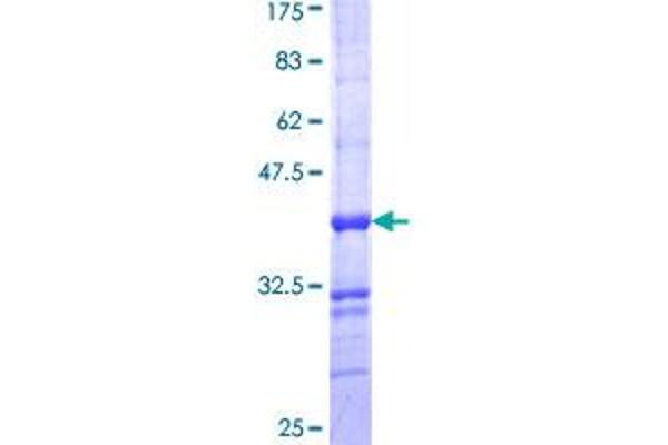 ALPPL2 Protein (AA 365-454) (GST tag)