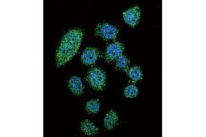 Immunofluorescence (IF) image for anti-Interferon Regulatory Factor 9 (IRF9) antibody (ABIN2996417)