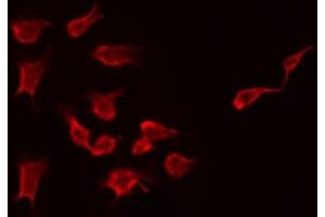 ABIN6274146 staining 293 by IF/ICC. (MOS antibody  (Internal Region))