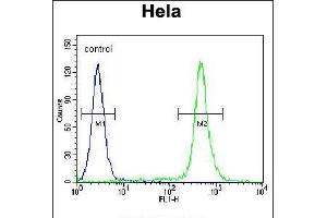 Flow cytometric analysis of Hela cells (right histogram) compared to a negative control cell (left histogram). (C18orf8 antibody  (N-Term))