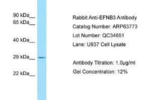 Western Blotting (WB) image for anti-Ephrin B3 (EFNB3) (C-Term) antibody (ABIN2789619) (Ephrin B3 antibody  (C-Term))