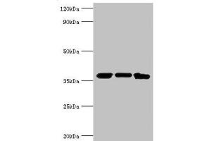 Western blot All lanes: MDH2 antibody at 4 μg/mL Lane 1: Mouse lung tissue Lane 2: 293T whole cell lysate Lane 3: K562 whole cell lysate Secondary Goat polyclonal to rabbit IgG at 1/10000 dilution Predicted band size: 36, 31 kDa Observed band size: 36 kDa (MDH2 antibody  (AA 59-338))
