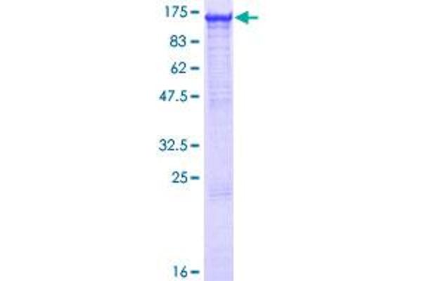 MGEA5 Protein (AA 1-916) (GST tag)