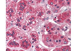 Anti-REEP5 antibody IHC of human adrenal. (REEP5 antibody  (N-Term))