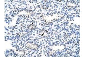 Image no. 3 for anti-Poly(A) Binding Protein Interacting Protein 1 (PAIP1) (AA 322-371) antibody (ABIN203111) (PAIP1 antibody  (AA 322-371))