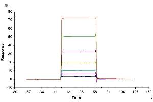 Human BAFF, hFc Tag captured on CM5 Chip via Protein A can bind Biotinylated Mouse BCMA, His-Avi Tag with an affinity constant of 5. (BCMA Protein (AA 1-49) (His-Avi Tag,Biotin))