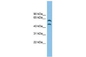 CSK antibody used at 1 ug/ml to detect target protein. (CSK antibody  (Middle Region))