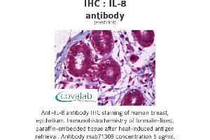 Image no. 1 for anti-Interleukin 8 (IL8) antibody (ABIN1724413) (IL-8 antibody)