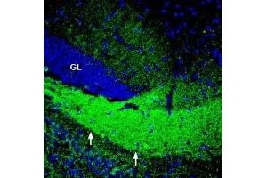 Expression of ASCT2 in mouse hippocampus - Immunohistochemical staining of perfusion-fixed frozen mouse brain sections with Anti-ASCT2 (SLC1A5) Antibody (ABIN7043668, ABIN7044823 and ABIN7044824), (1:200), followed by goat-anti-rabbit-AlexaFluor-488. (SLC1A5 antibody  (Intracellular))