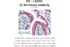 Image no. 1 for anti-LAG1 Homolog, Ceramide Synthase 5 (LASS5) (C-Term) antibody (ABIN1736366) (LASS5 antibody  (C-Term))