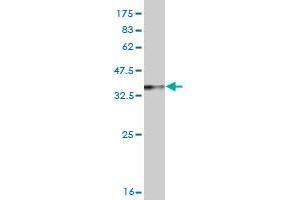 Western Blot detection against Immunogen (36. (Rhotekin antibody  (AA 451-549))