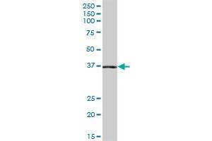 NANS MaxPab polyclonal antibody. (NANS antibody  (AA 1-359))