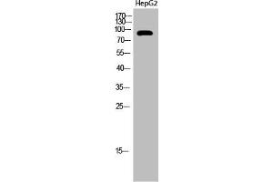 Western Blot analysis of HepG2 cells using Acetyl-PCAF (K428) Polyclonal Antibody (KAT2B antibody  (acLys428))