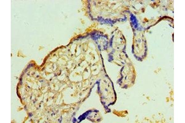 TFPI2 antibody  (AA 23-235)