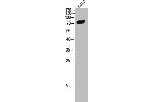 Western Blot analysis of COLO cells using CNK1 Polyclonal Antibody (CNKSR1 antibody  (Internal Region))