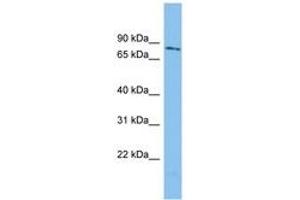 Image no. 1 for anti-WD Repeat Domain 49 (WDR49) (AA 107-156) antibody (ABIN6745027) (WDR49 antibody  (AA 107-156))