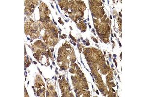 Immunohistochemistry of paraffin-embedded human stomach using STAMBP antibody. (STAMBP antibody  (AA 100-270))