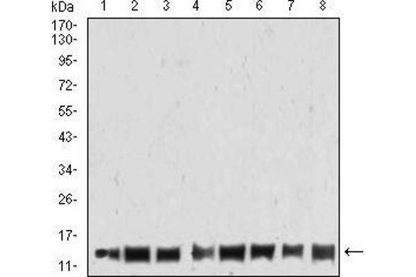 Histone Cluster 2, H4a (HIST2H4A) antibody
