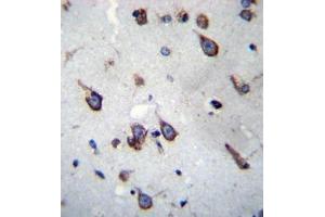 Formalin fixed, paraffin embedded human brain tissue stained with SIM1 Antibody (N-term) followed by peroxidase conjugation of the secondary antibody and DAB staining. (SIM1 antibody  (N-Term))