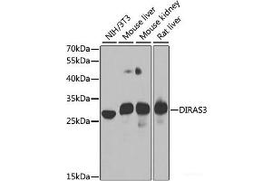 Western blot analysis of extracts of various cell lines using DIRAS3 Polyclonal Antibody at dilution of 1:1000. (DIRAS3 antibody)