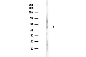 Western blot analysis of lysates from PC12 cells(LPS 4h treatment), using Phospho-Aurora A (Thr288) Antibody at 1/1000 dilution.