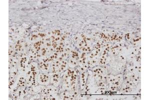 Immunoperoxidase of purified MaxPab antibody to NPM2 on formalin-fixed paraffin-embedded human adrenal gland. (NPM2 antibody  (AA 1-214))
