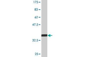 Western Blot detection against Immunogen (33.