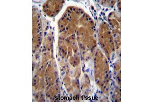 TSSK6 Antibody (C-term) immunohistochemistry analysis in formalin fixed and paraffin embedded human stomach tissue followed by peroxidase conjugation of the secondary antibody and DAB staining. (TSSK6 antibody  (C-Term))