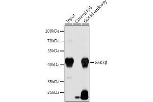 Immunoprecipitation analysis of 200 μg extracts of LO2 cells using 3 μg GSK3β antibody . (GSK3 beta antibody)