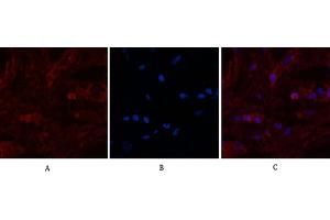 Immunofluorescence analysis of human breast tissue. (LALBA antibody)