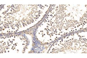 Relaxin 3 antibody  (AA 1-140)