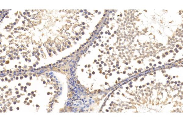 Relaxin 3 antibody  (AA 1-140)