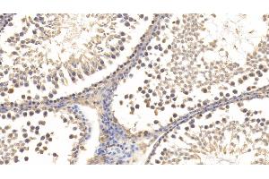 Detection of RLN3 in Rat Testis Tissue using Monoclonal Antibody to Relaxin 3 (RLN3)