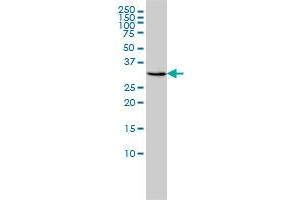 RDH11 antibody  (AA 24-318)