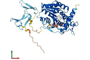 AlphaFold protein structure predicition of Human Recombinant WWOX Protein, UniprotID Q9NZC7