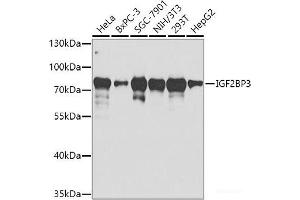 Western blot analysis of extracts of various cell lines using IGF2BP3 Polyclonal Antibody at dilution of 1:1000.